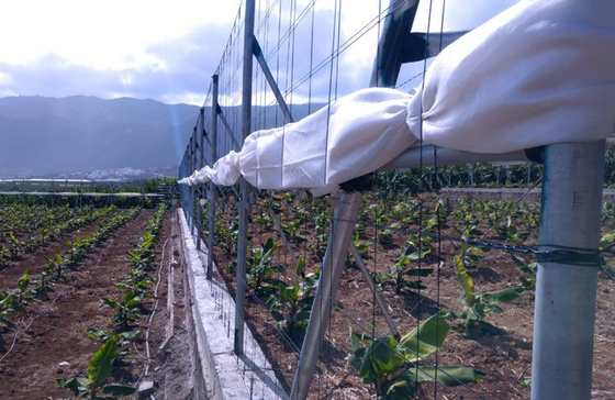 Grape Frame Agriculture Polyester Wire 12 Gauge Monofilament Wire